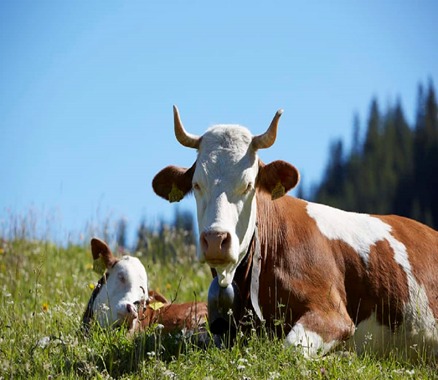 CARNE BOVINA